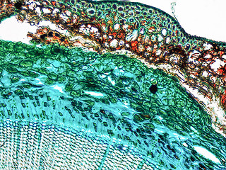 Image showing Pine Wood micrograph