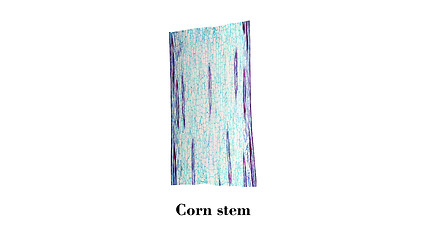 Image showing Corn stem micrograph