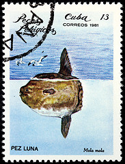 Image showing Ocean Sunfish