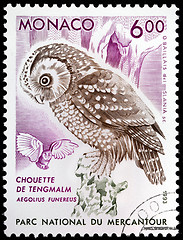 Image showing Boreal Owl