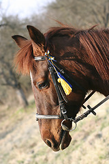 Image showing Head of a horse