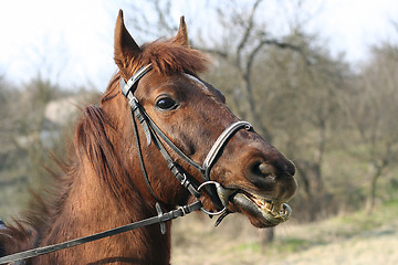 Image showing Head of a horse