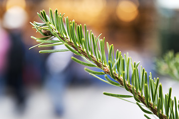 Image showing conifer on Christmas Market