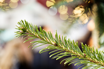 Image showing conifer on Christmas Market