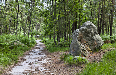 Image showing Path in the Forest of Fontainebleau