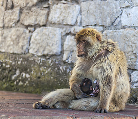 Image showing Ape Feeding the Baby