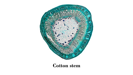 Image showing Cotton stem micrograph