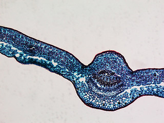 Image showing Leaf micrograph