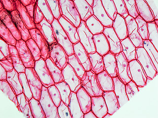 Image showing Onion epidermus micrograph