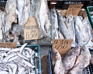 Image showing frozen fish