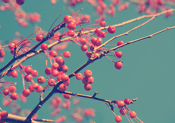 Image showing red berries