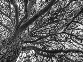 Image showing branches of a tree against sky