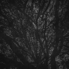 Image showing branches of a tree against sky close up