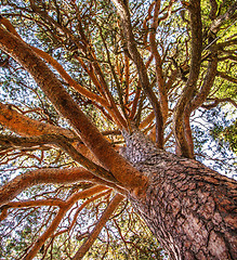 Image showing branches of a tree against sky close up