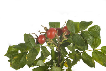 Image showing wild rose fruit