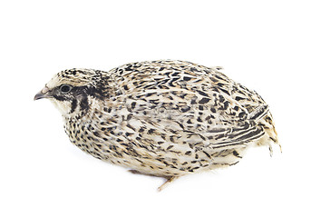 Image showing Young quail 