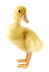 Image showing Funny yellow Duckling 