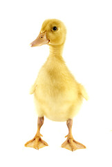 Image showing Funny yellow Duckling 