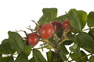 Image showing wild rose fruit