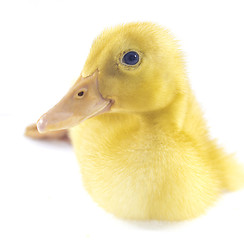 Image showing Funny yellow Duckling 