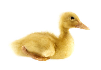 Image showing Funny yellow Duckling 