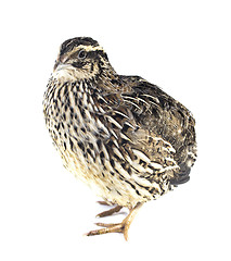 Image showing Young quail 