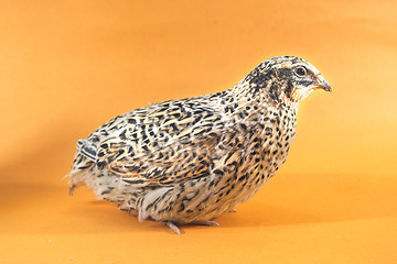 Image showing Young quail 