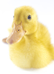 Image showing Funny yellow Duckling 