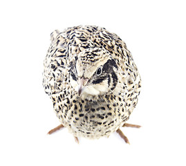 Image showing Young quail 