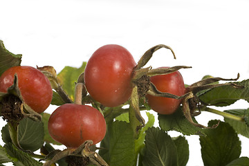 Image showing wild rose fruit