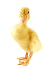 Image showing Funny yellow Duckling 