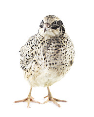 Image showing Young quail 