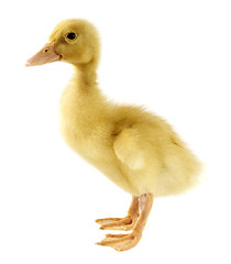Image showing Funny yellow Duckling 