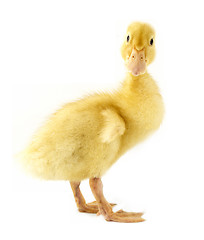 Image showing Funny yellow Duckling 