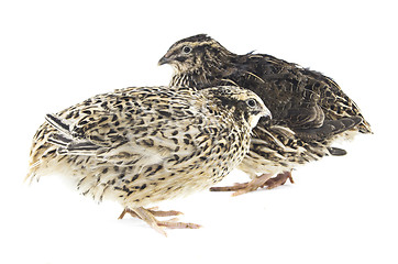 Image showing Young quail 