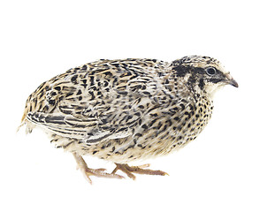 Image showing Young quail 