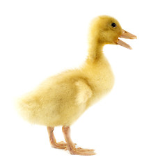 Image showing Funny yellow Duckling 