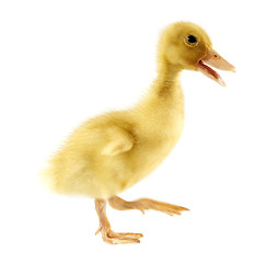 Image showing Funny yellow Duckling 