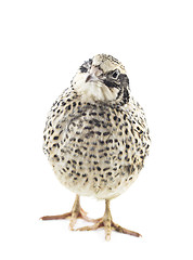 Image showing Young quail 