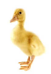 Image showing Funny yellow Duckling 