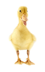 Image showing Funny yellow Duckling 