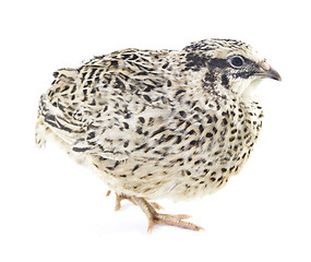 Image showing Young quail 