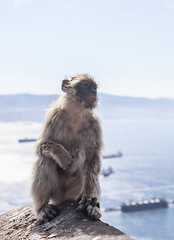 Image showing Barbary Macaque of Gibraltar
