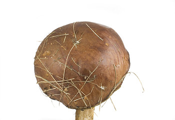 Image showing wilde mushroom