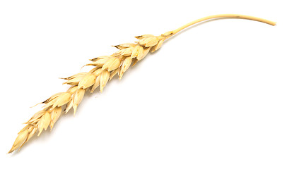 Image showing wheat ear