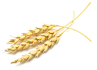 Image showing wheat ears