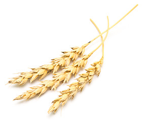 Image showing wheat ears