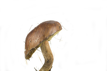 Image showing wilde mushroom