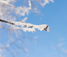 Image showing tree branch