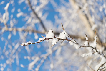 Image showing tree branch